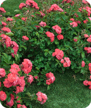 Coral orange colored flowers blooming on a Coral Drift Rose shrub